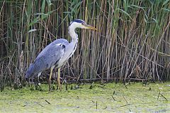 Gray Heron